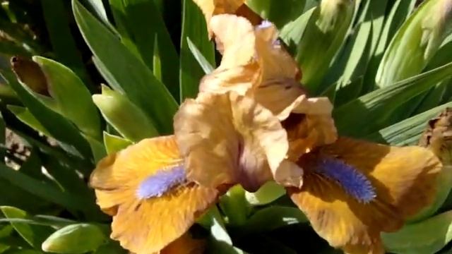 Ирисы в саду! Началось массовое цветение карликов! смотреть онлайн