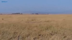 ЛЕВ И БОРОДАВОЧНИК. Львиный прайд на охоте. Леопард охотится