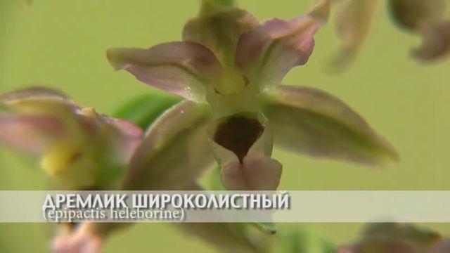 дремлик широколистный смотреть онлайн