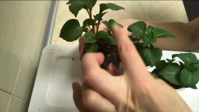 Рассада БАЛЬЗАМИНА. Выращиваем правильно смотреть онлайн