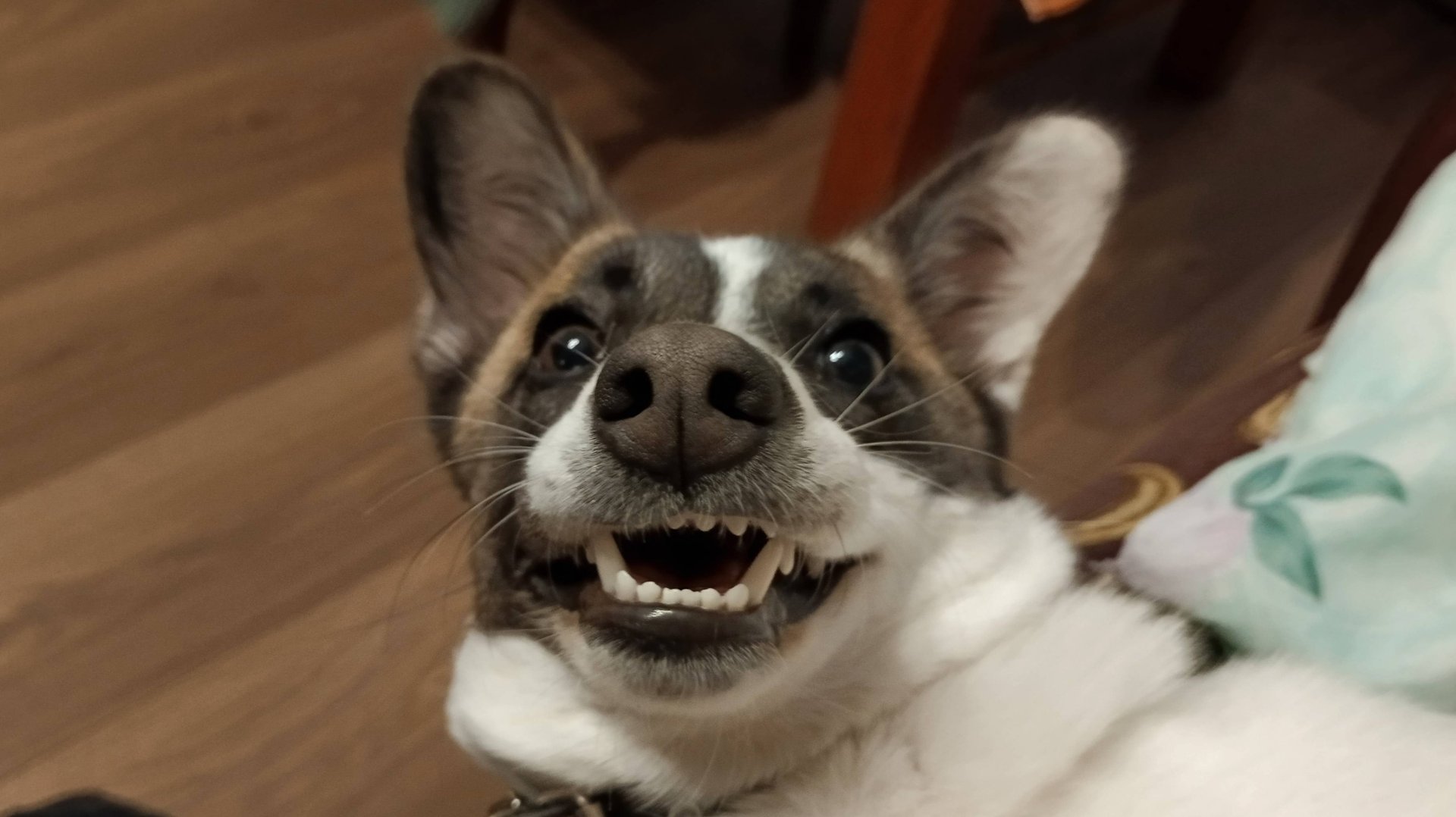 Моменты из жизни Пурги за год смотреть онлайн