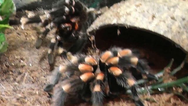 my tarantulas theraphosa blondi, brach смотреть онлайн