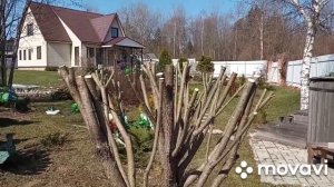Стригу иву шаровидную  и пузыреплодник!!