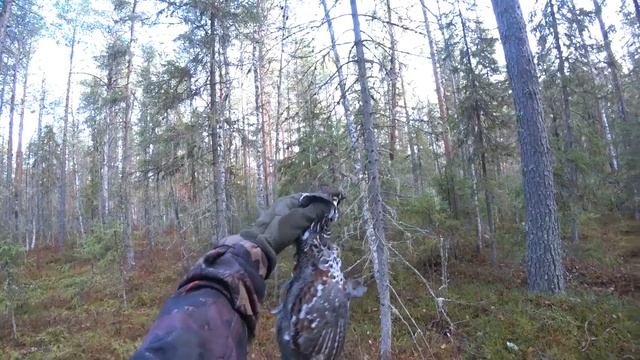 Охота на боровую осенью?Добыл тетерева влет?Краткая история одной охоты смотреть онлайн