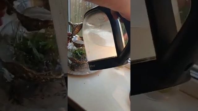 чай из лаванды смотреть онлайн