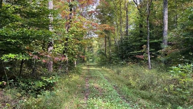 A Day Hike in the Woods смотреть онлайн
