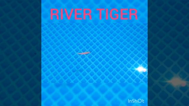 River Tiger игра приманки в воде! смотреть онлайн
