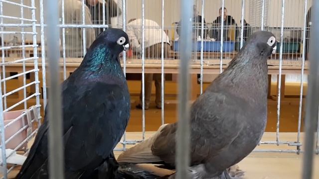 Армавиры короткоклювые, Armawir Tauben