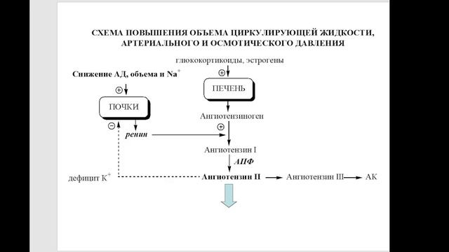 Частная биохимия. Почки и моча. часть 2. 2023