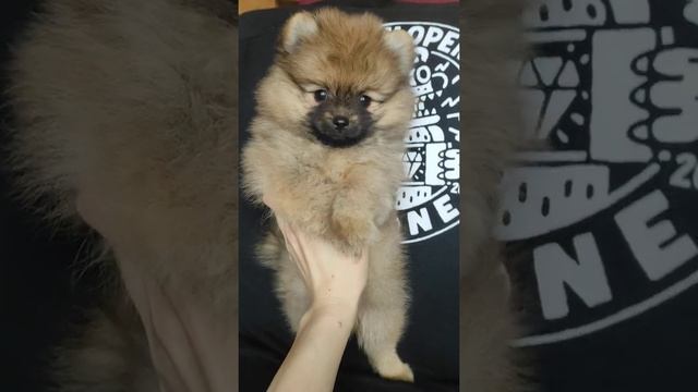 мальчик Оранж соболь шпиц смотреть онлайн