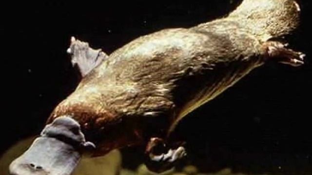 Утконос — Platypus