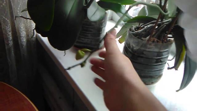 обзор Орхидей в ноябре .. смотреть онлайн