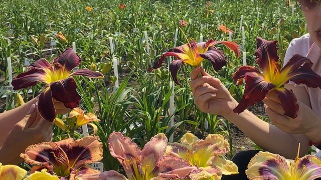 Лилейники - сеянцы Ворошиловой А.Б. Часть 3 / Сад Ворошиловой смотреть онлайн