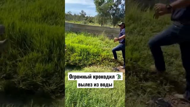 Огромный крокодил 🐊 чуть не напал на человека 😱😱 смотреть онлайн
