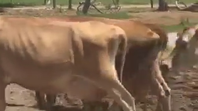 нетели, бычки,телки-оптовая продажа живым весом смотреть онлайн