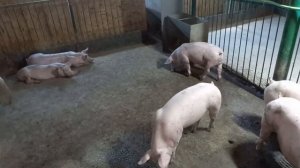 Рацион кормления свиней без добавок!!!!