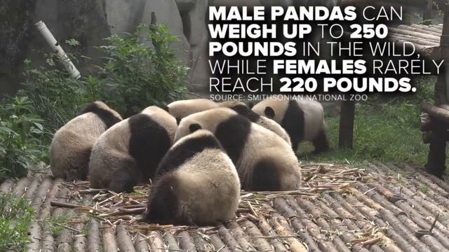 Giant Pandas | The Basics смотреть онлайн
