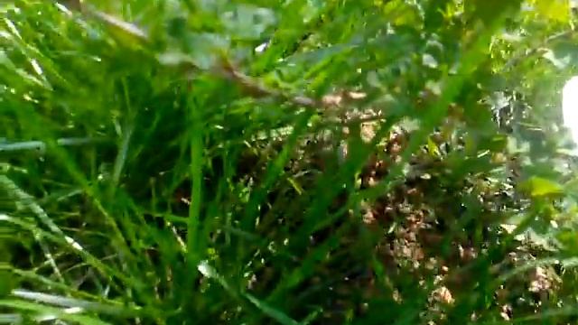 Куст крыжовника на второй год после посадки смотреть онлайн