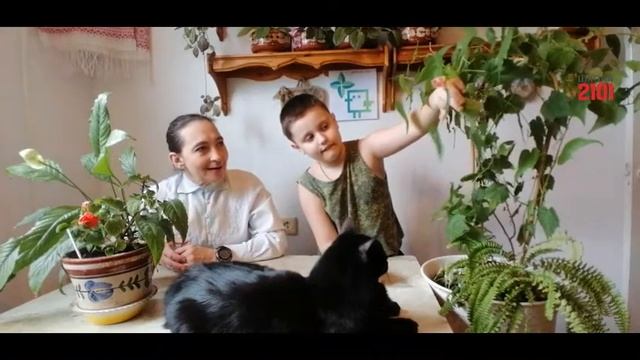 Экоурок № 6. Абутилон дома смотреть онлайн