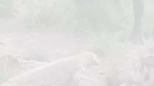 Комодские Вараны Ловят и Проглатывают Кабанов Заживо.... смотреть онлайн