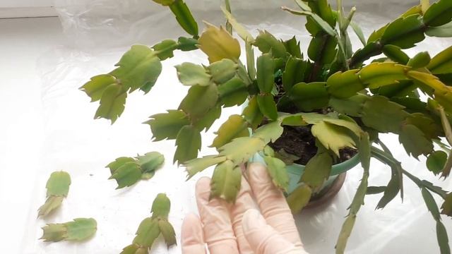 Обрезка декабриста.Обновление цветка.Декабрист сильно оброс, или не цветёт. смотреть онлайн