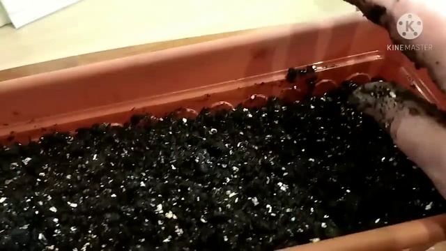 Шампиньоны из спор в домашних условиях . смотреть онлайн