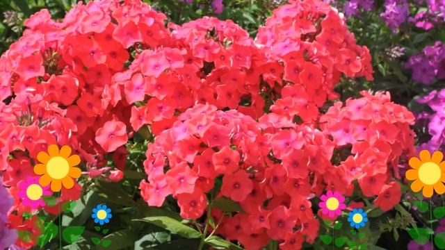 Флокс метельчатый Фламенко (Flamenko). Краткий обзор, описание характеристик, где купить саженцы смотреть онлайн