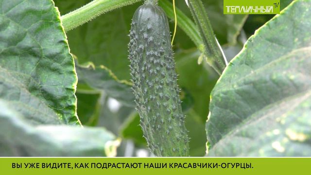 В "Тепличном" запущен в эксплуатацию комплекс на 2,9 га смотреть онлайн