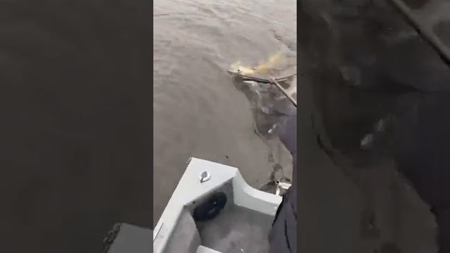 Щука 6700 гр. База Свияга. Казань 2022г. смотреть онлайн