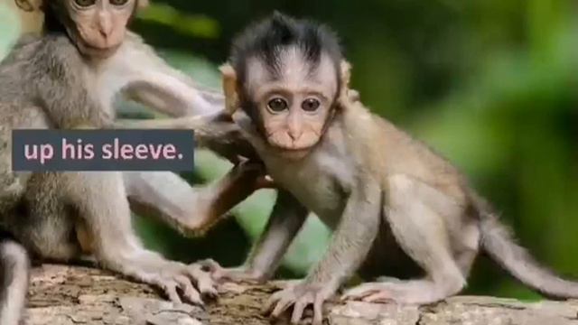 01 Monkeys. Learn English with stories, subtitles and translation смотреть онлайн