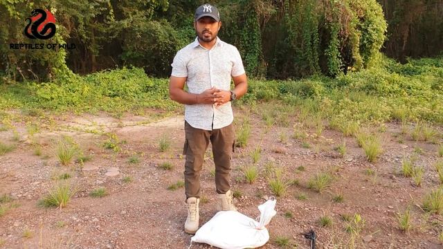 Reticulated Python | 9 feet long | On The Bridge | Massive Snake | Reptiles of wild смотреть онлайн