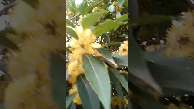 Как цветёт лавровый лист,Абхазия смотреть онлайн