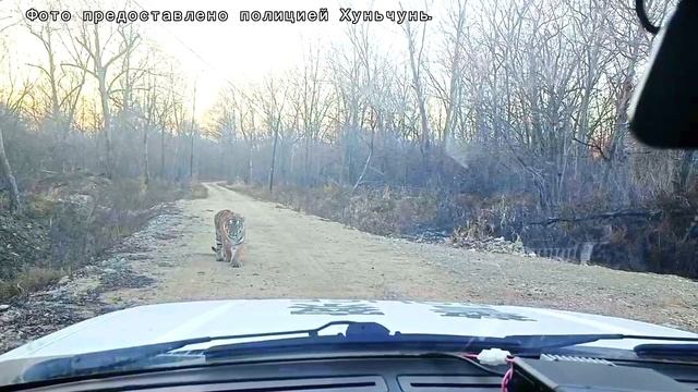 На видео изображен один из центральных районов парка - город Хуньчунь, провинция Цзилинь. смотреть онлайн