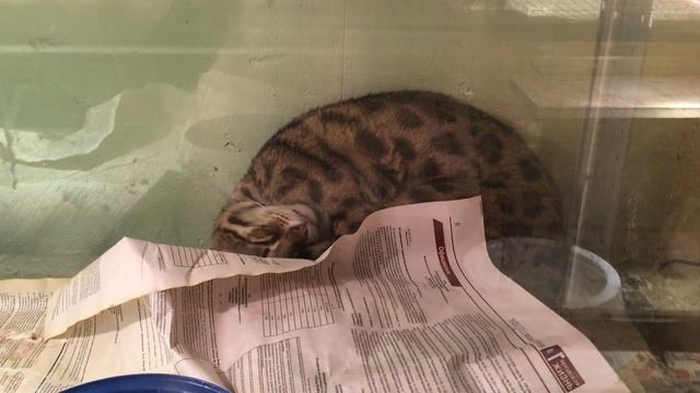 Бенгальский кот Гуся теперь спит в открытых для обзора местах, довольно крепко спит смотреть онлайн