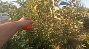 Яблоня Конфетное. Результат ЗИМНЕЙ ОБРЕЗКИ дерева, крона- русское веретено.