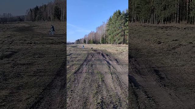 Покатушки с булли #щенокпродается #амбулли смотреть онлайн