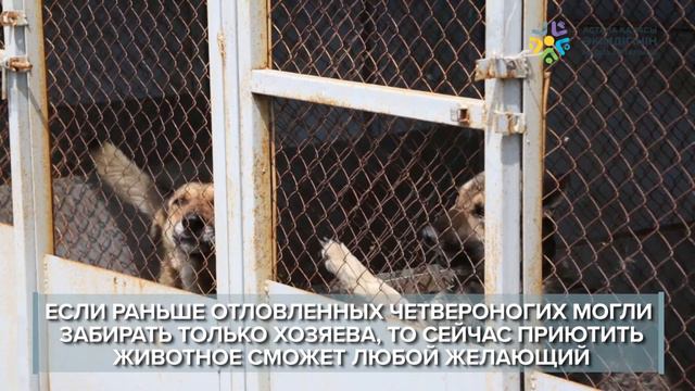 Бездомных животных раздают в столичном приюте смотреть онлайн