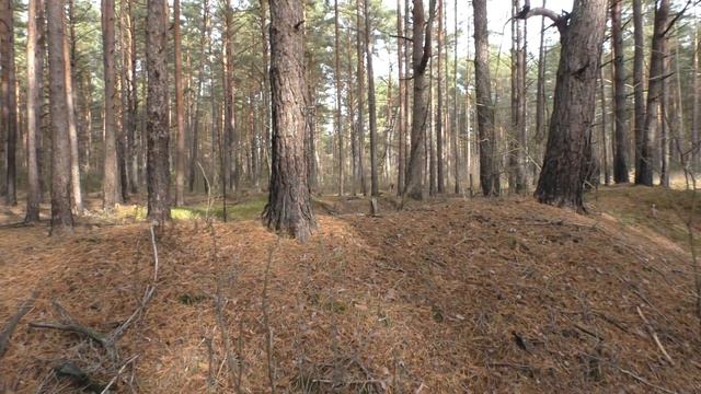 Лес 31 (Перевозы). Русская траншея (Т5). смотреть онлайн