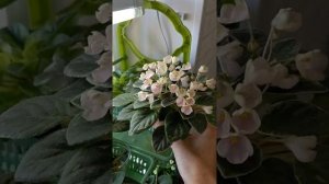 фиалка Н-Подснежник