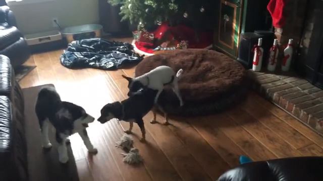 Mini pincher/ chihuahua takes on husky puppy смотреть онлайн