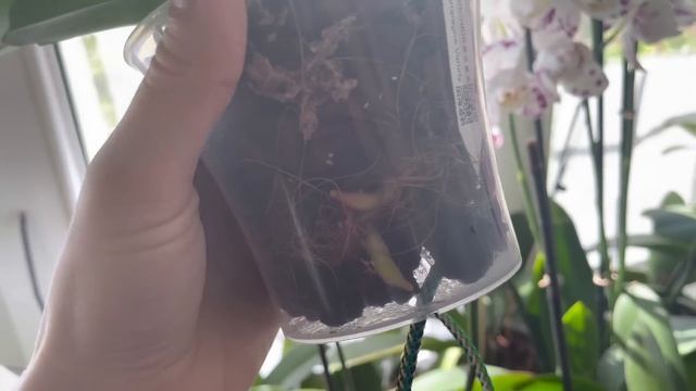 Моя коллекция от шедеврального бридера SonYa orchid nursery ? Новинки. Часть 1 ??? смотреть онлайн