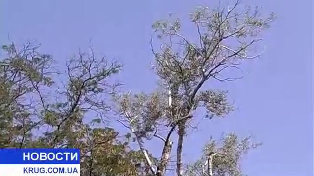 На Аллее Славы погибают деревья смотреть онлайн