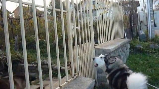 malamut play смотреть онлайн