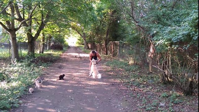 Акита-Ину Эрика 2 года команда ко мне! смотреть онлайн