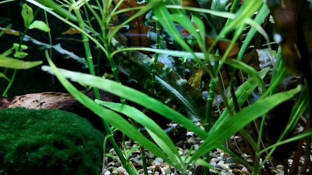 СИАМСКИЙ ВОДОРОСЛЕЕД. СОДЕРЖАНИЕ В АКВАРИУМЕ смотреть онлайн