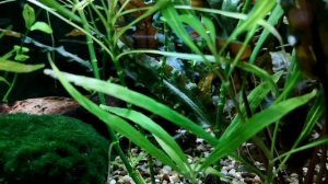СИАМСКИЙ ВОДОРОСЛЕЕД. СОДЕРЖАНИЕ В АКВАРИУМЕ