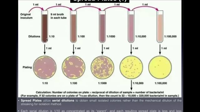 Spread Plates | Colony Counts (CFUs/mL) and Difference from Streak Plates смотреть онлайн
