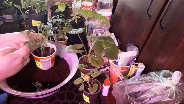 Рассаде желтеет и плохо растёт, для чего нужна перевалка рассады смотреть онлайн