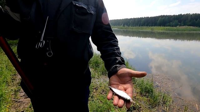 На Вятские озера за Карпом / Рыбалка на поплавочную удочку / В поисках рыбацкого счастья смотреть онлайн