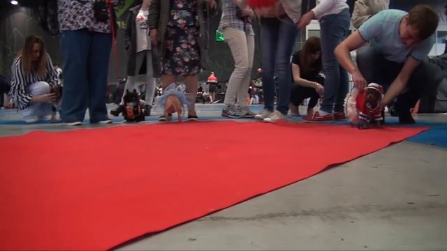 Показ модной одежды для самых маленьких собак смотреть онлайн